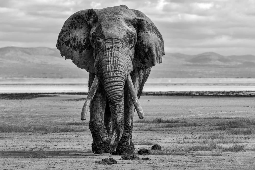 Majestic African Elephant by Emma Allen-Rowlandson — canvas wall art
