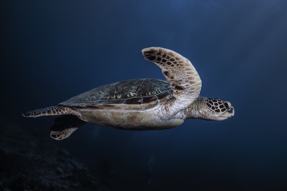 Majestic Sea Turtle by Barathieu Gabriel — canvas wall art