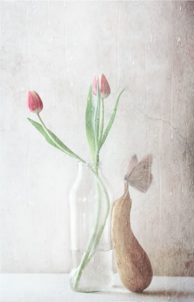 Delicate Tulips Still Life by Delphine Devos — canvas wall art