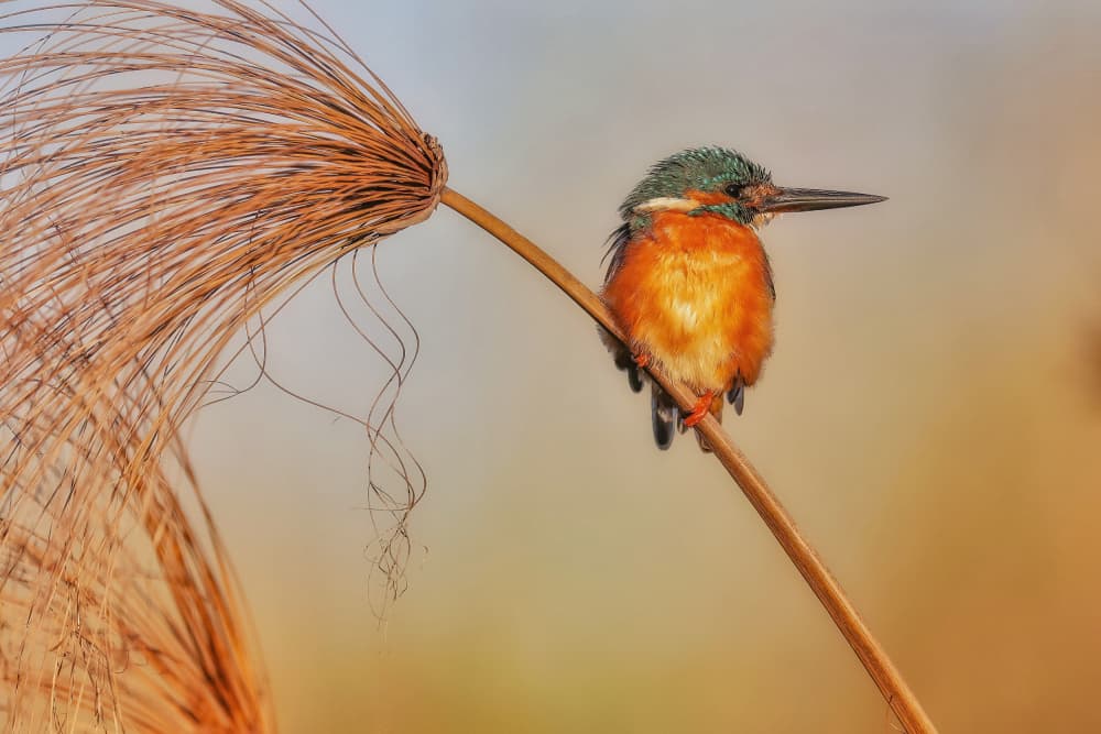 Vibrant Kingfisher On Papyrus by David Manusevich — canvas wall art