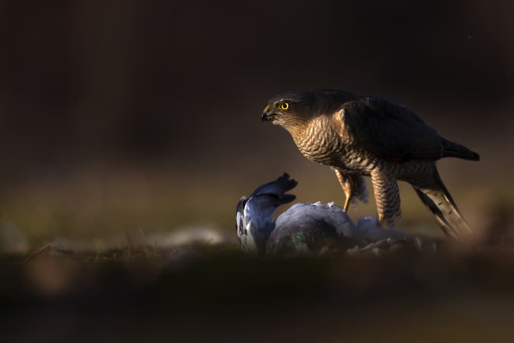 Sparrowhawk's Catch by Marco Redaelli — canvas wall art