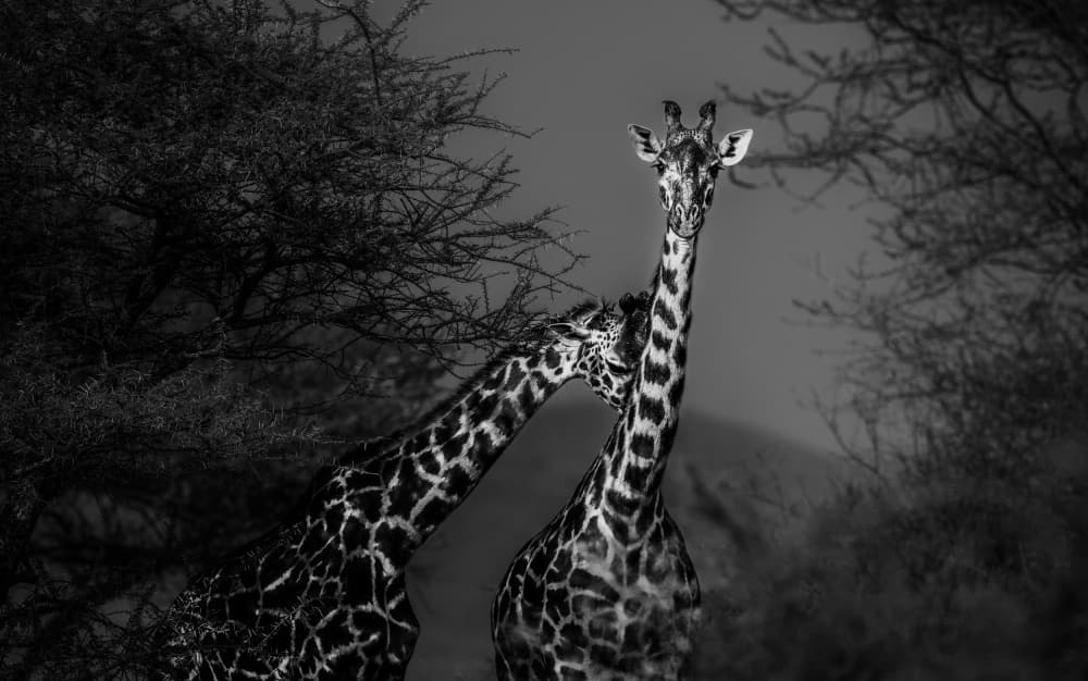 African Giraffes Black White by Allen SDCA — canvas wall art