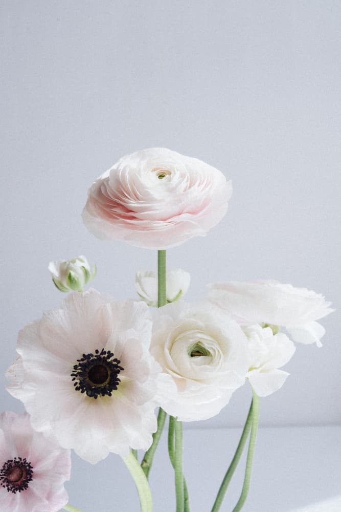 White And Pale Pink Ranunculus Flowers by uplusmestudio — canvas wall art