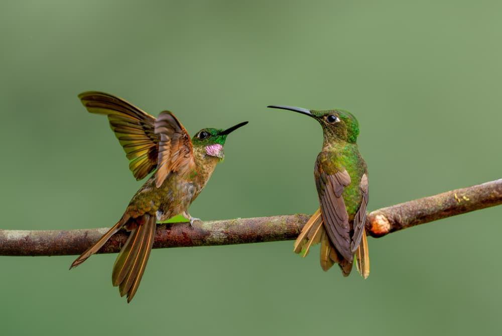 Hummingbird Branch Debate by Rajat Dhesi — canvas wall art