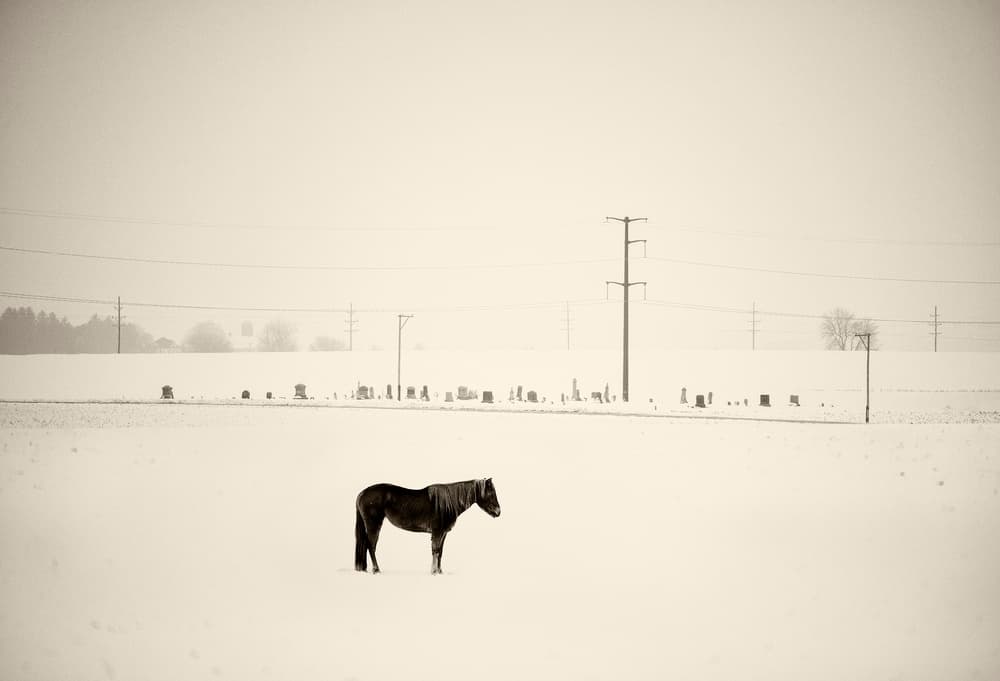 Dark Horse Snowy Landscape by Yu Cheng — canvas wall art