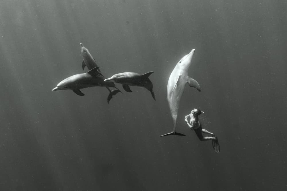 Swimming with Dolphins by Serge Melesan — canvas wall art