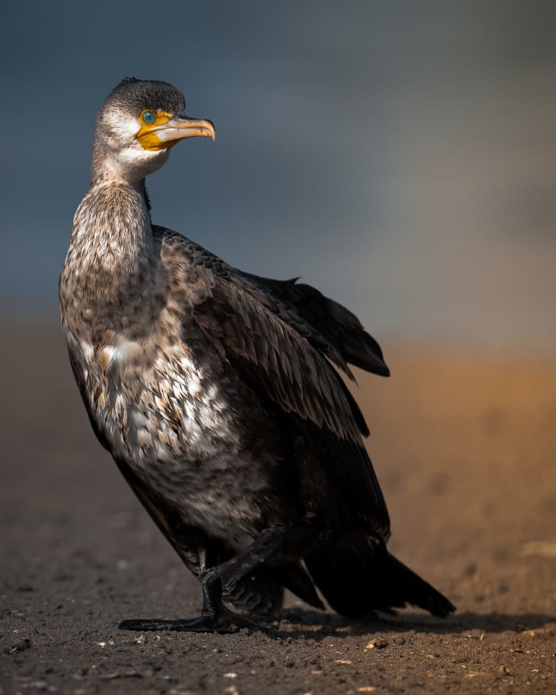 Alert Cormorant Profile by Ahmed Sobhi — canvas wall art