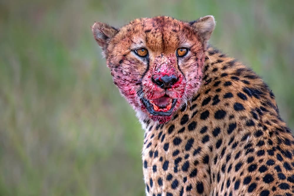 Bloodied Cheetah Predator by Xavier Ortega — canvas wall art