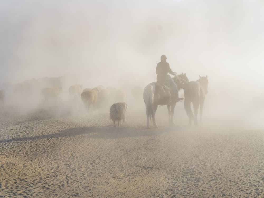 Western Cattle Drive by Cai ning — canvas wall art