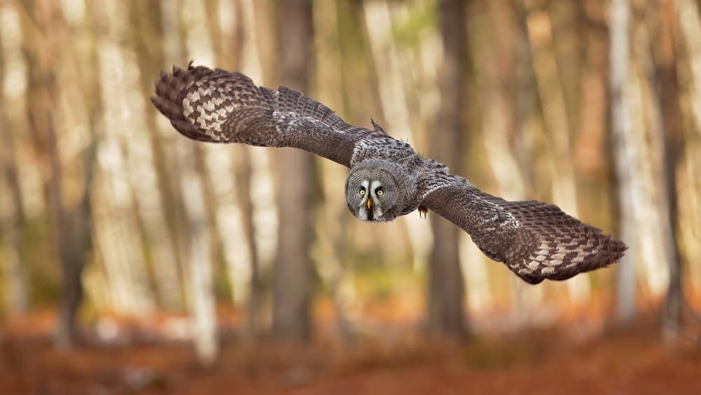Great Gray Owl Flight by Milan Zygmunt — canvas wall art