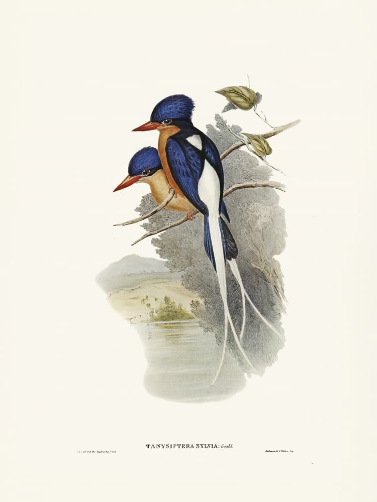 White Tailed Tanysiptera by Elizabeth and John Gould — canvas wall art