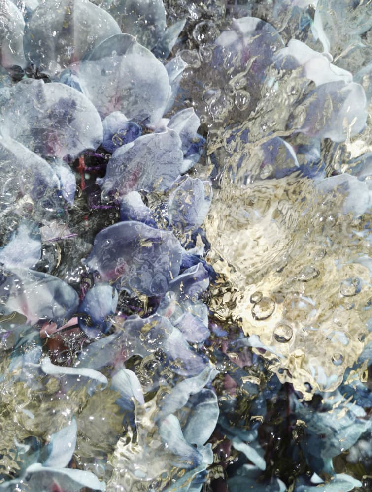 Shimmering Blue Jellies by Angelo Cerantola — canvas wall art