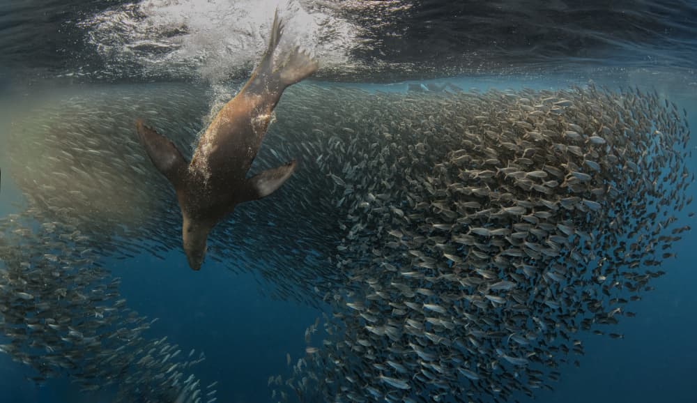 Diving Sea Lion Hunt by Jennifer Lu — canvas wall art