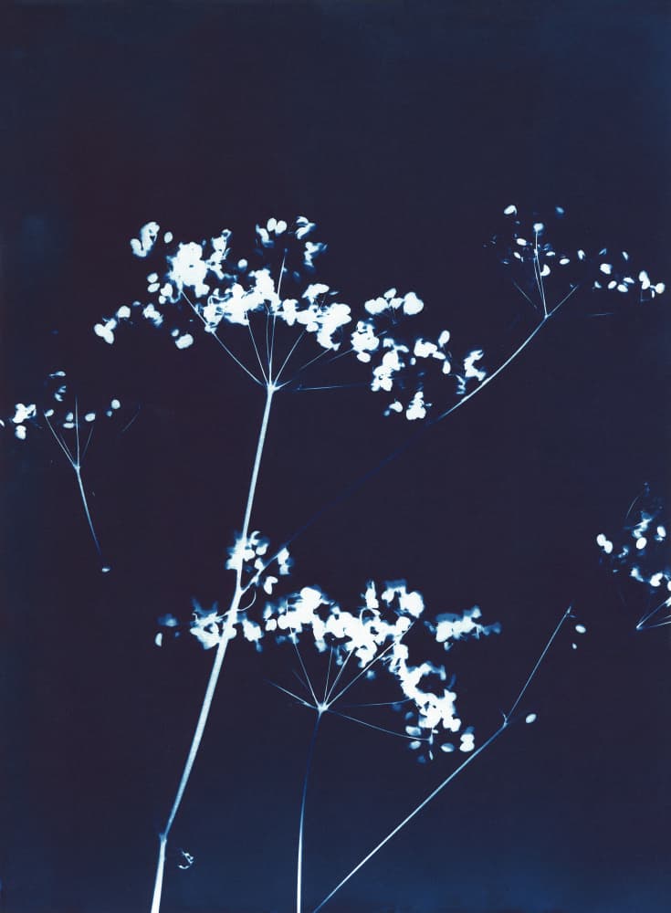 Delicate Blue Botanicals by Chickweeds Studio — canvas wall art