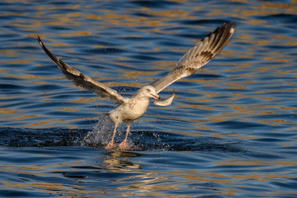 Seagull Fish Catch Splash by John Fan — canvas wall art