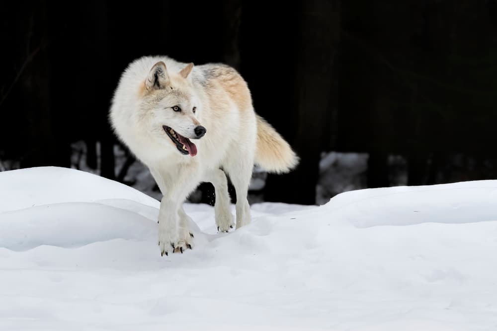 Majestic Wolf in Snow by Jun Zuo — canvas wall art