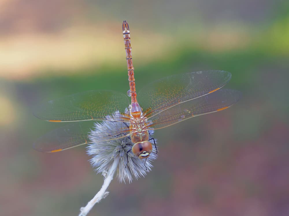 Dragonfly On Seed Head by Thierry Dufour — canvas wall art