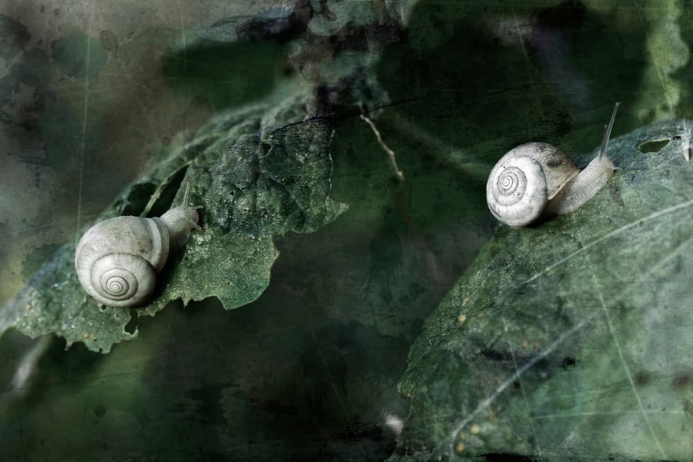 Moody Snails On Leaves by Cicek Kiral — canvas wall art