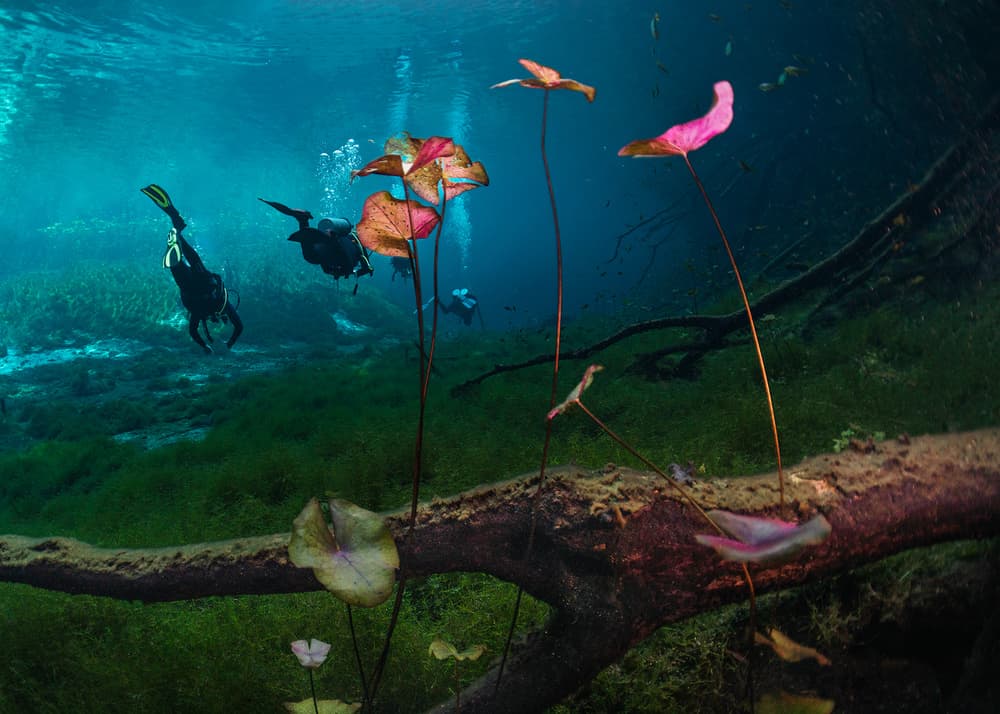 Underwater Lily Garden by Jennifer Lu — canvas wall art