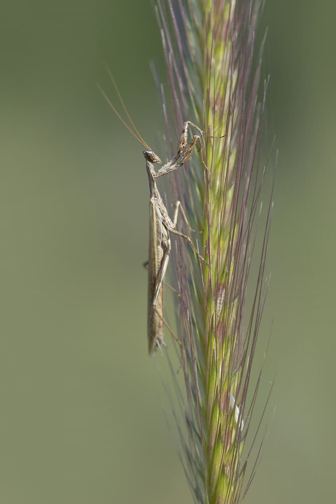 Praying Mantis Perch by AYMAN KHRBAWE — canvas wall art