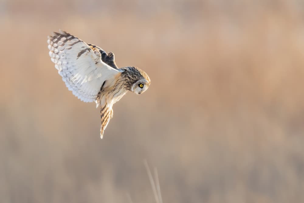 Graceful Owl Flight by Jun Zuo — canvas wall art