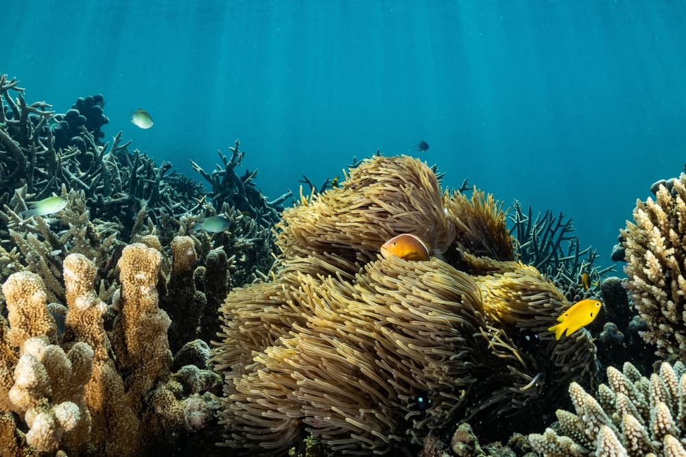 Vibrant Coral Reef Life by Serge Melesan — canvas wall art