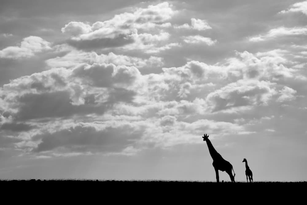 African Giraffe Family Silhouette by Johan Enslin — canvas wall art