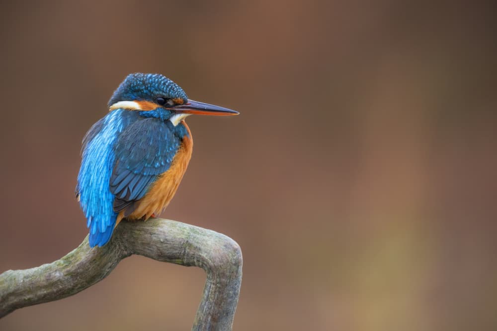Striking Blue Kingfisher by TONY GORAN — canvas wall art