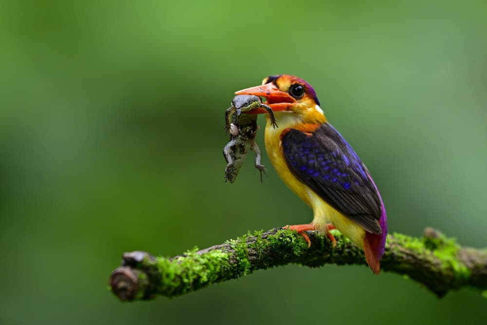 Oriental Kingfisher With Frog by Som Prasad — canvas wall art