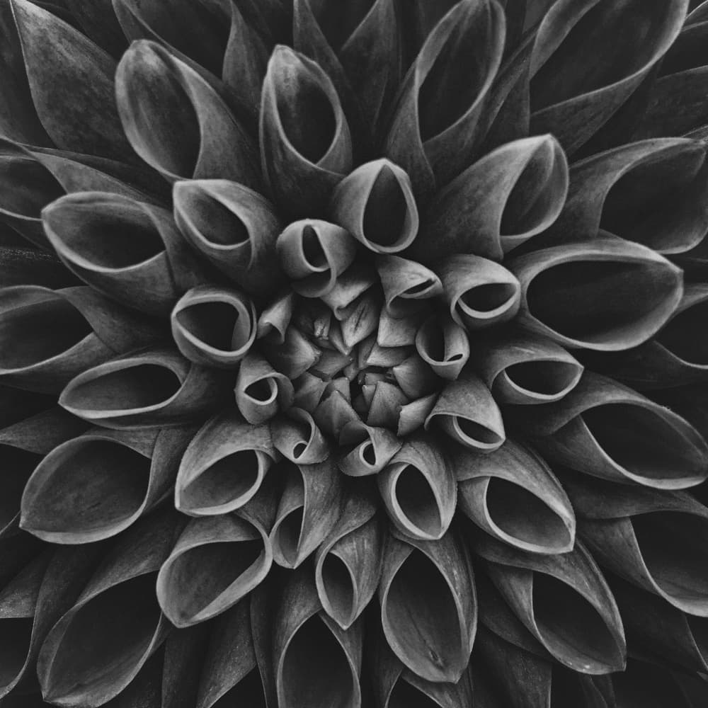 Monochrome Dahlia Spiral by Lotte Grønkjær — canvas wall art