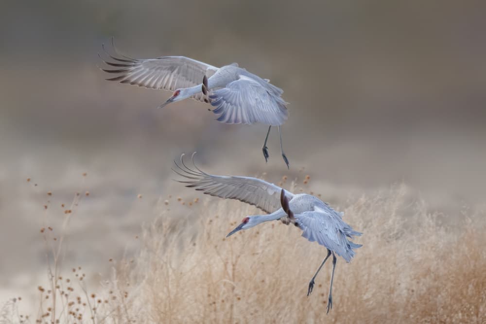 Graceful Cranes Landing by Qing Zhao — canvas wall art