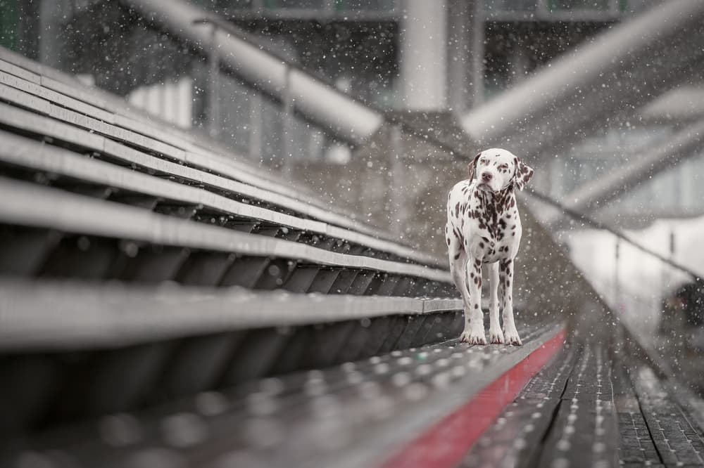 Pensive Dalmatian In Snow by Heike Willers — canvas wall art