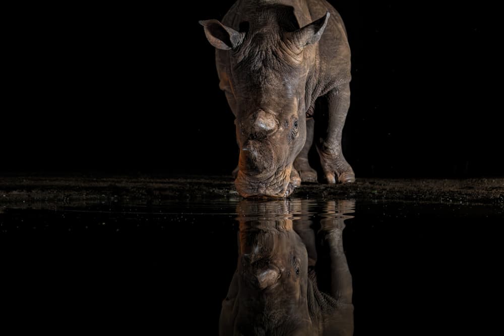 Rhino Drinks At Night by Jun Zuo — canvas wall art