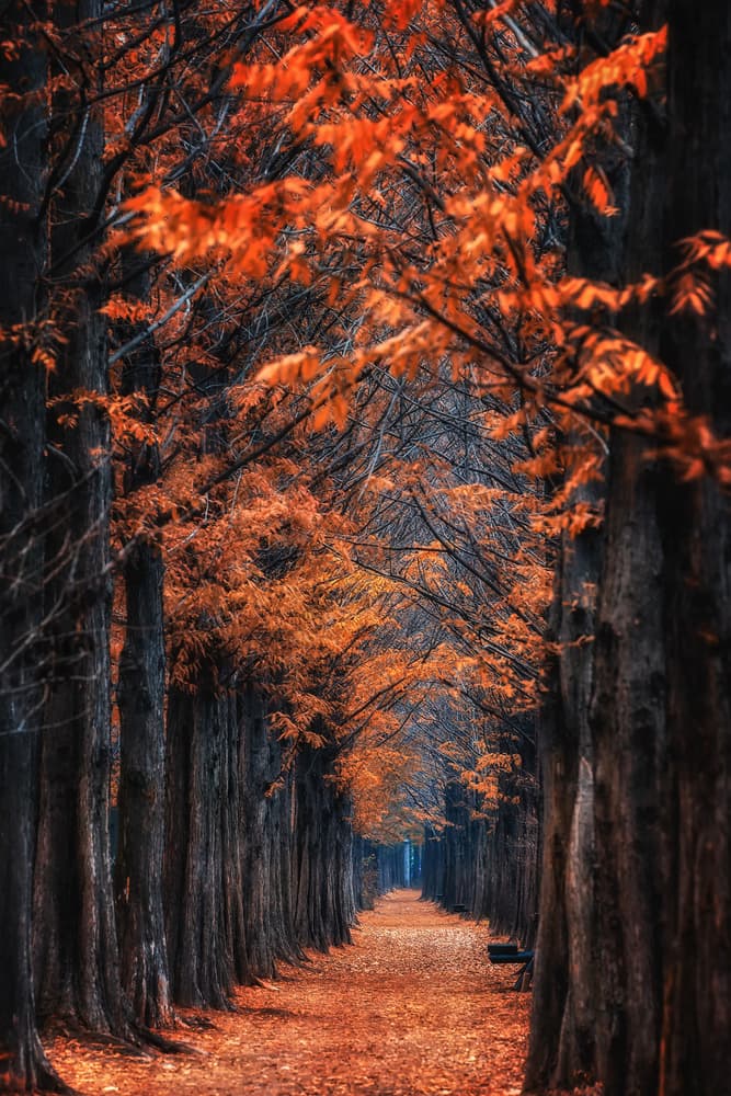 Enchanting Autumn Alley by Tiger Seo — canvas wall art