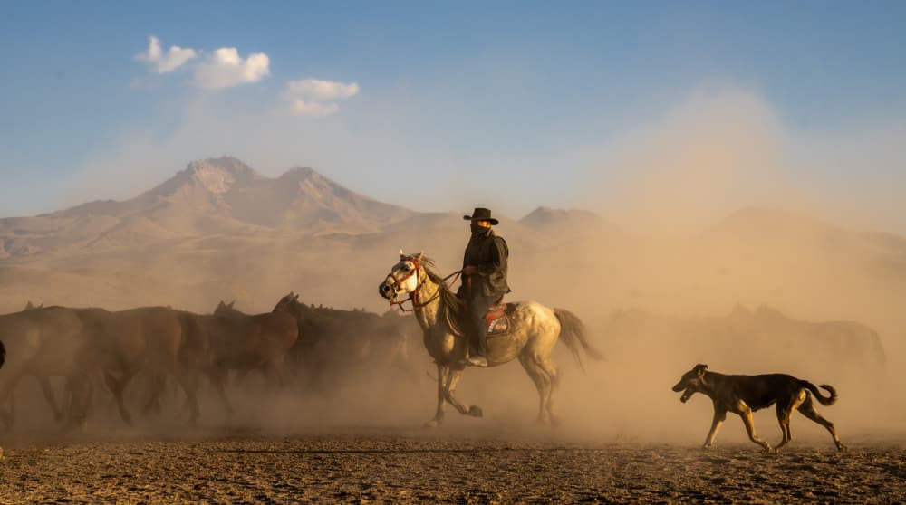 Wild West Horse Drive by Corinne Spector — canvas wall art