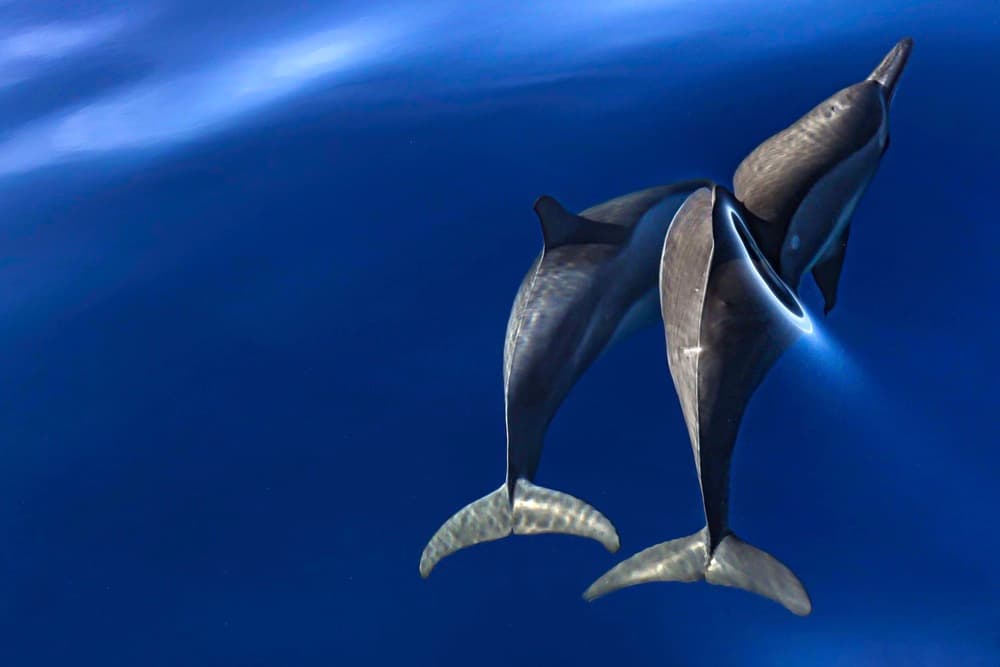 Graceful Ocean Dolphins by Serge Melesan — canvas wall art
