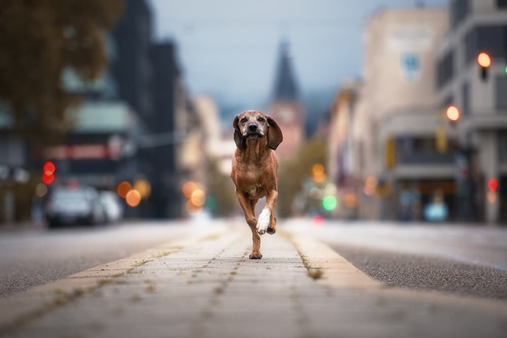 Running City Dog by Heike Willers — canvas wall art