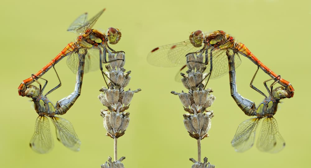 Mating Dragonflies on Lavender by Lou Urlings — canvas wall art