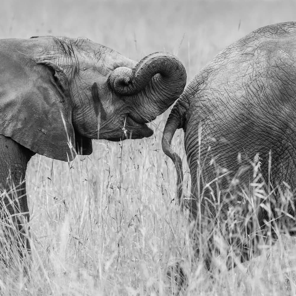 Elephant Tenderness by Mohammed Alnaser — canvas wall art
