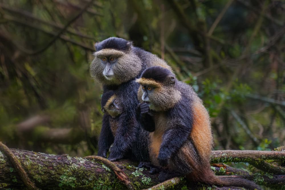 Golden Monkey Family by James Cai — canvas wall art