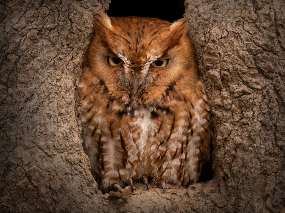 Intense Screech Owl by Robert Zhang — canvas wall art
