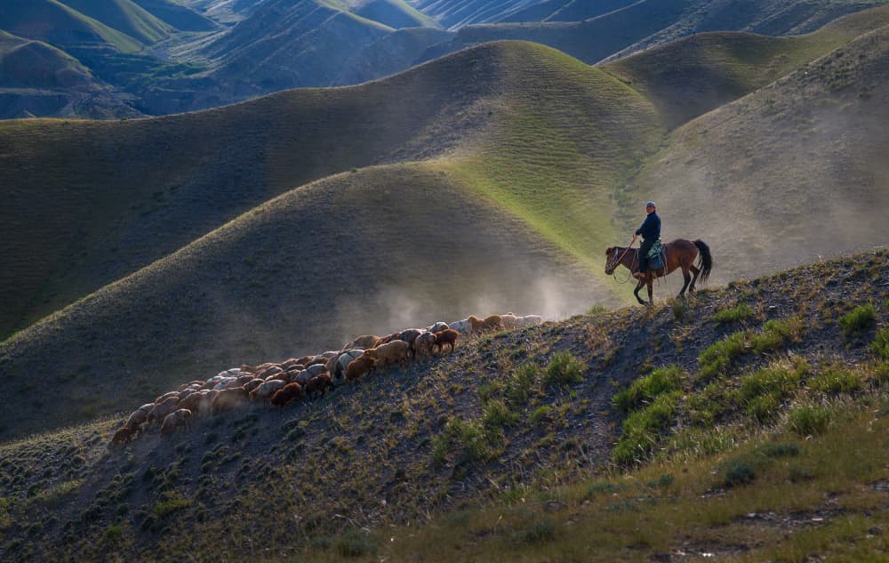 Shepherd Herding Rolling Hills by YY DB — canvas wall art