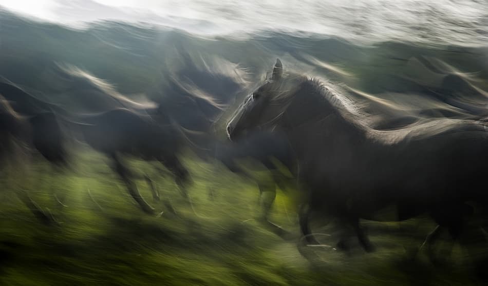 Running Horses Motion by Milan Malovrh — canvas wall art