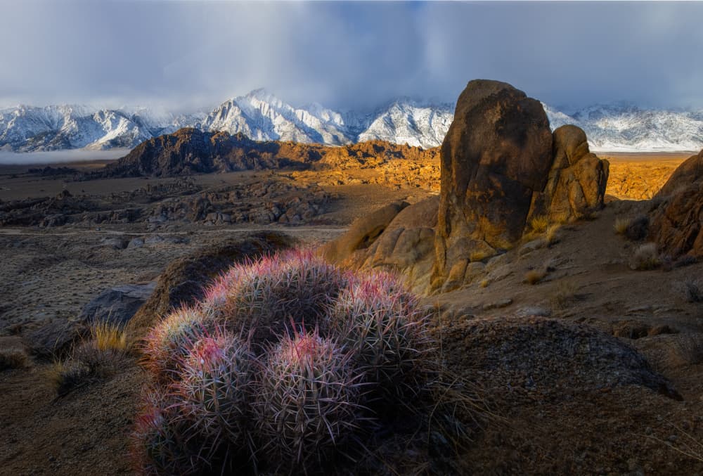Desert Cactus Mountains by Dianne Mao — canvas wall art