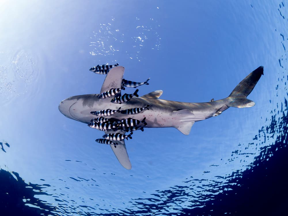 Shark With Pilot Fish by Ilan Ben Tov — canvas wall art