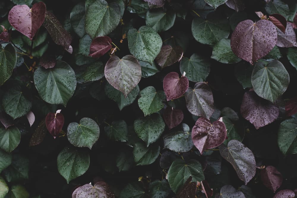 Rain Kissed Foliage by Tal Paz-Fridman — canvas wall art