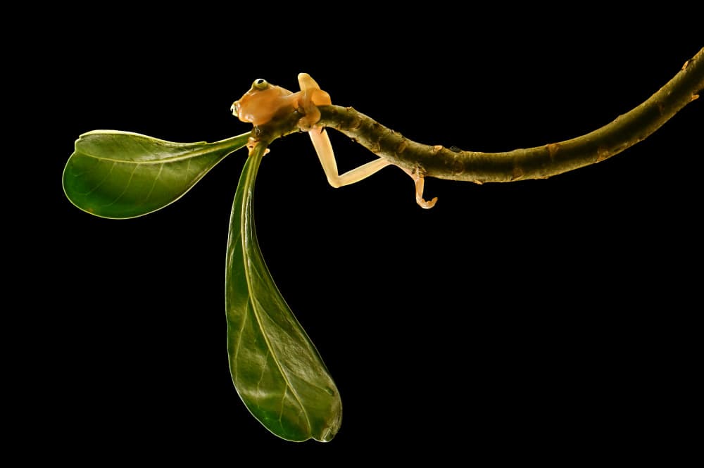 Delicate Insect on Branch by Edy Pamungkas — canvas wall art