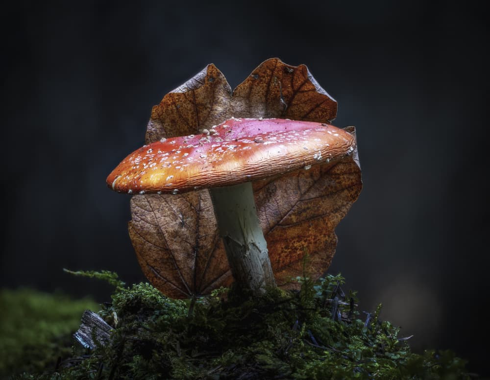 Vibrant Forest Mushroom by Sergio Barboni — canvas wall art