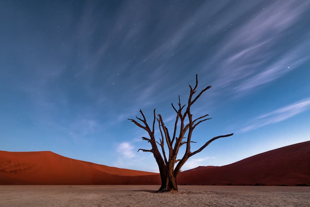 Starry Desert Tree Night by Luigi Ruoppolo — canvas wall art