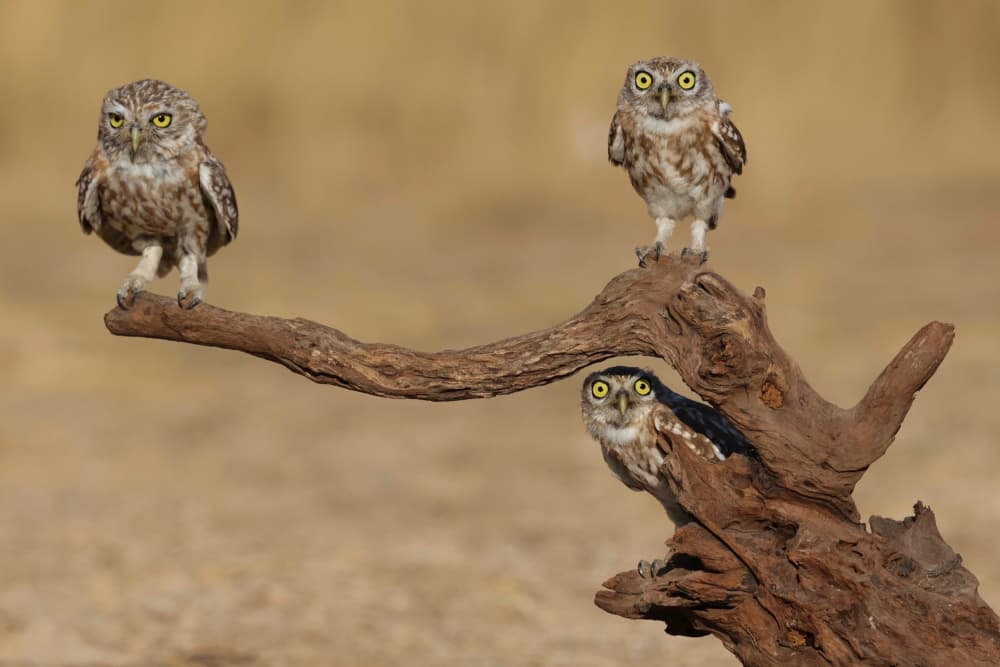 Three Curious Owlets by David Manusevich — canvas wall art